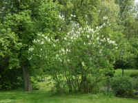 8.Mai 003.jpg (185053 Byte)
