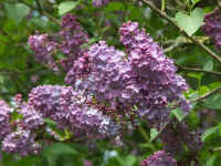 8.Mai 004.jpg (120369 Byte)