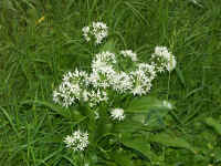 8.Mai 005.jpg (144247 Byte)