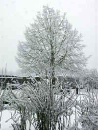 Schnee 007.jpg (126351 Byte)