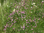 060618-Wiesenblumen.jpg (100617 Byte)