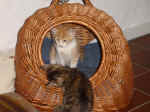 Charly_Lucy_1.jpg (118831 Byte)