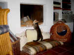 Charly_Lucy_2.jpg (108888 Byte)