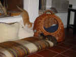 Charly_Lucy_6.jpg (101947 Byte)