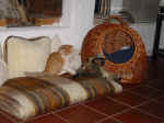 Charly_Lucy_8.jpg (107008 Byte)
