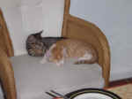 Dsc00370.jpg (98490 Byte)
