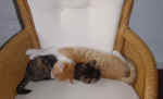 Dsc00374.jpg (101269 Byte)