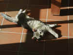 Pict0002.jpg (98396 Byte)