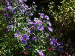 Pict0008.jpg (99811 Byte)