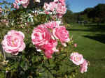 Pict0010.jpg (99449 Byte)
