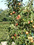 Pict0013.jpg (100083 Byte)