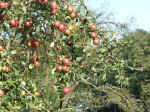 Pict0020.jpg (99144 Byte)