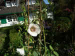 Pict0031.jpg (100341 Byte)