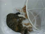 Pict0038.jpg (96997 Byte)
