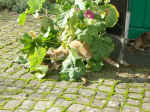 Pict0051.jpg (99784 Byte)