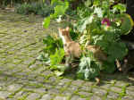 Pict0052.jpg (101626 Byte)