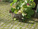 Pict0054.jpg (101958 Byte)