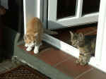 Pict0055.jpg (99284 Byte)