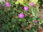 Pict0057.jpg (100002 Byte)