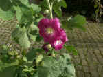 Pict0061.jpg (99632 Byte)