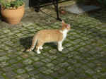 Pict0066.jpg (99943 Byte)