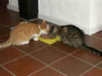 Pict0067.jpg (98221 Byte)
