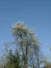 03290012.jpg (299507 Byte)