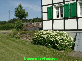 Bauernhortensien